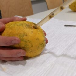 Zu sehen ist eine Nahaufnahme von der Seite einer Papaya, in der ein Aspirationsschlauch eingeführt wurde und gerade Kerne abgesaugt werden, die auch im Schlauch ersichtlich sind